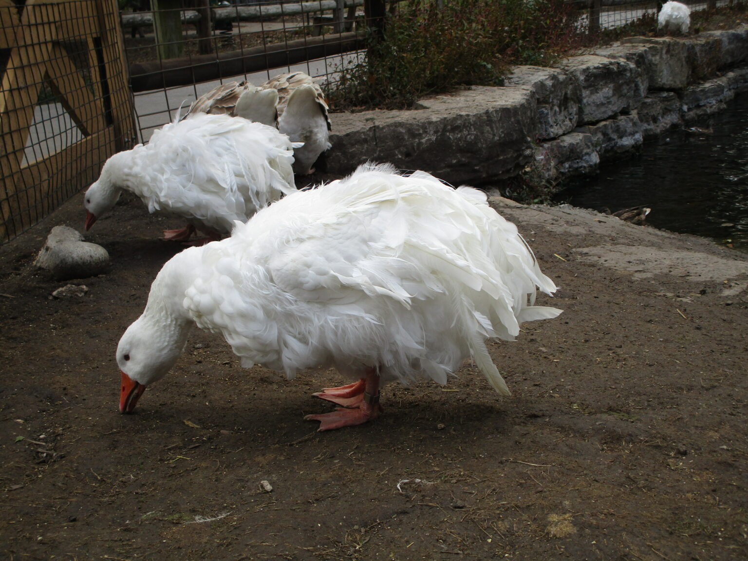 Curated visual reference: Picture Idea: Raising Geese For Meat A Home Grown Holiday Goose